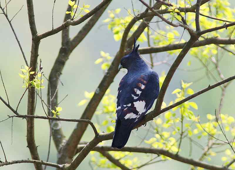 黑冠鹃隼是鹃还是隼?