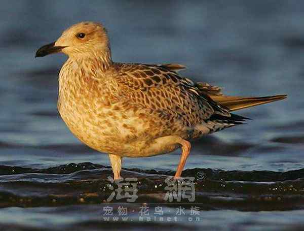 世界著名鸟类——海鸥