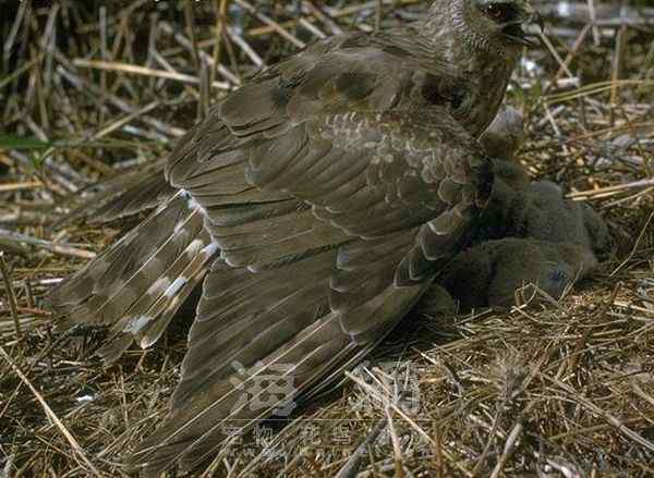 世界著名鸟类——部分猛禽