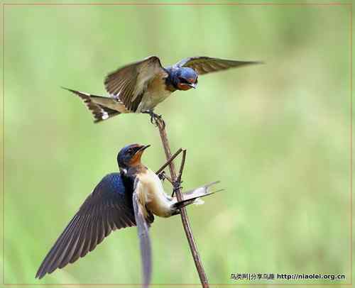 95张鸟儿嬉戏精品图集