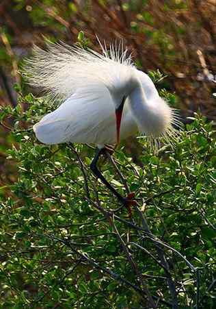 黄嘴白鹭东亚珍稀水禽