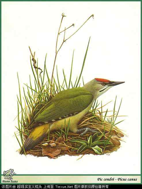 手绘画第5辑——猛禽和啄木鸟