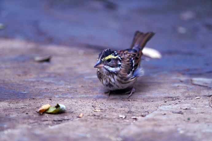 不修边幅（跟踪记录的一只小鸟）2