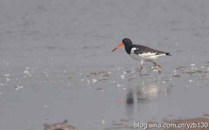 北戴河的红嘴鹬（组图）