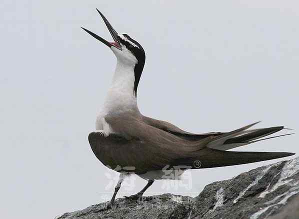 世界著名鸟类——海鸥