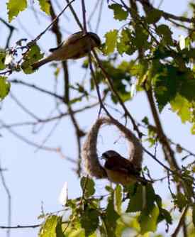 雄性攀雀筑巢取悦雌性攀雀