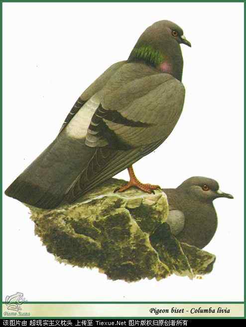 手绘画第5辑——猛禽和啄木鸟