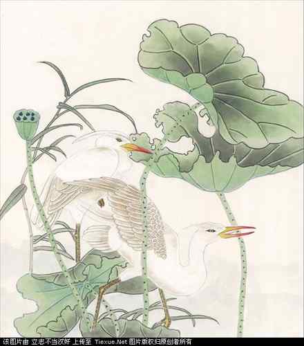 吉祥鸟图片（40P）