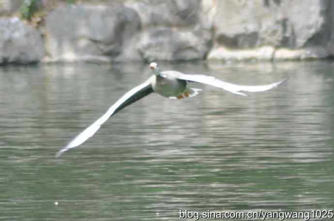 飞（斑头雁、野鸭）