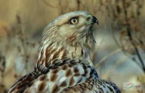 捕鼠的猛禽——看看他们的嘴