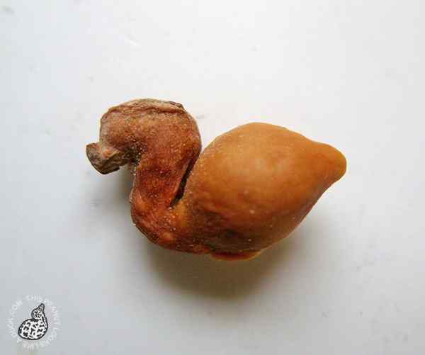 鸭样烤花生再现 鸭样烤花生再现