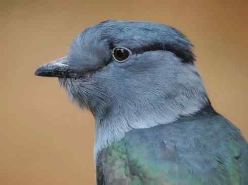 绝色攀禽：佛法僧目