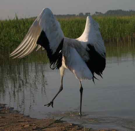 [组图]丹顶鹤爸爸