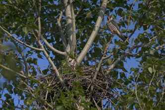 “猛张飞”阿穆尔隼