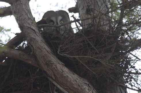 [组图]乌林枭妈妈