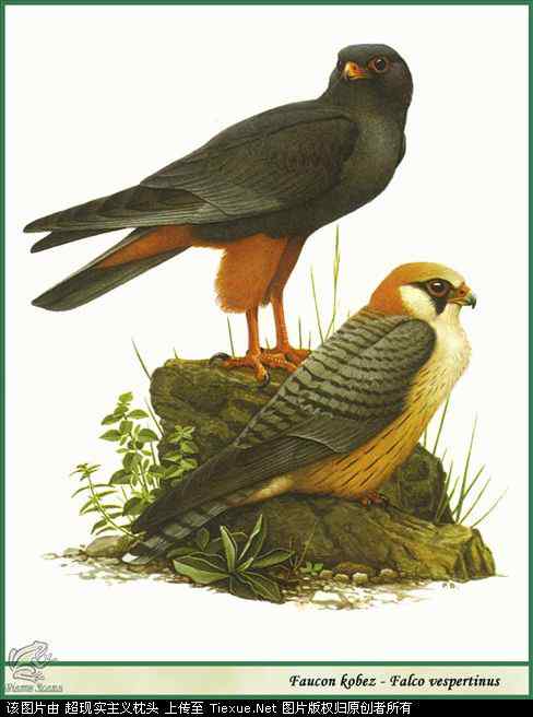 手绘画第5辑——猛禽和啄木鸟