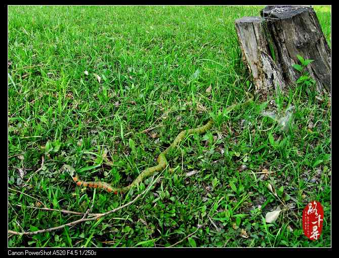 鸡冠蛇——虎斑颈槽蛇