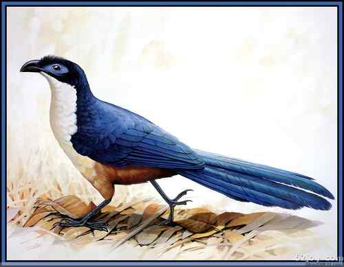 世界灭绝动物画像大全