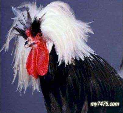 酷酷的宠物鸡图片