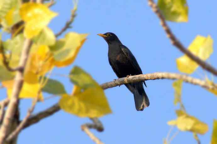 近几天拍到的鸟（拍鸟季来了鈥斺敼！）