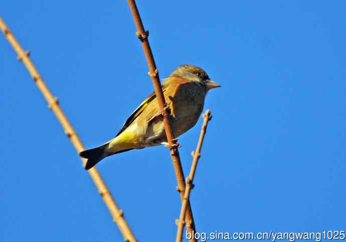 期盼（随拍金翅鸟）