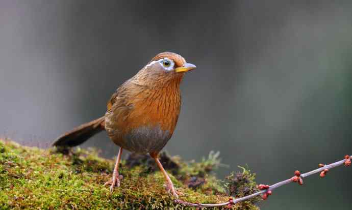 【画眉深浅入时无 wbr不如林间自在啼】（野生画眉鸟一组）