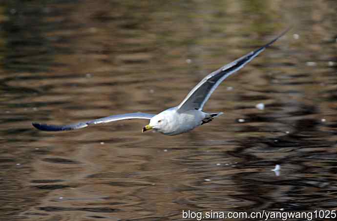 飞（海鸥）6