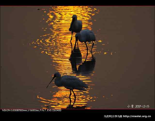 红树林鸟类摄影欣赏