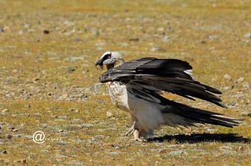 胡兀鹫: 长羽毛的鲨鱼