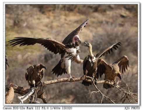 结群的白背兀鹫