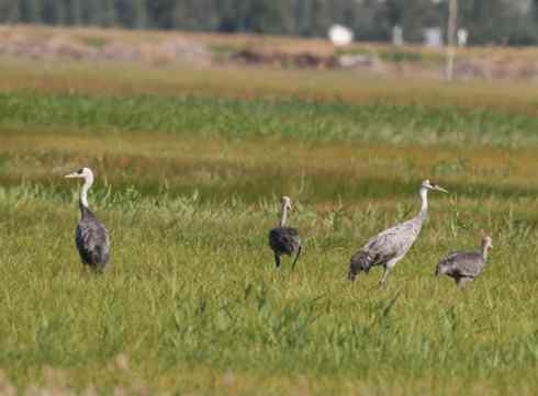 [组图]迁徙中的白头鹤