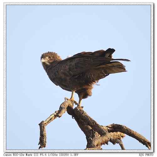 吃蛇的猛禽蛇雕——短趾雕