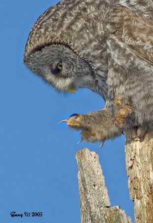 乌林鸮居住的环境 乌林鸮居住的环境