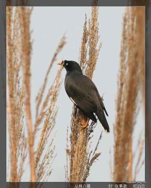 [组图]尼泊尔鸟类奇旺国家公园