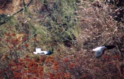 美丽的白马鸡 美丽的白马鸡