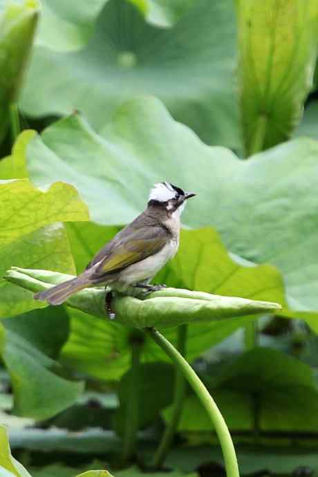 摄鸟拾趣（一） wbr白头鹎2012.06