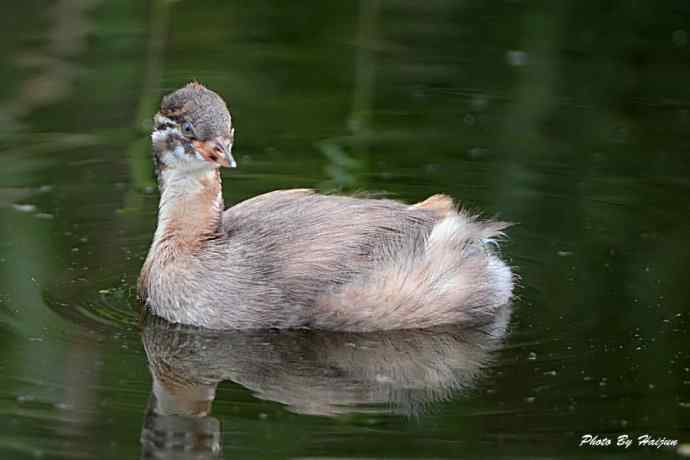 鸟鸟平等 wbr wbr决不搞鸟族歧视