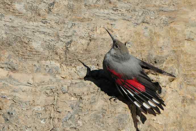 明星鸟鈥斺敽斐嵝谌