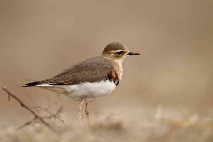 【春天的消息】（最先来到北京的迁徙排头兵---东方鸻）