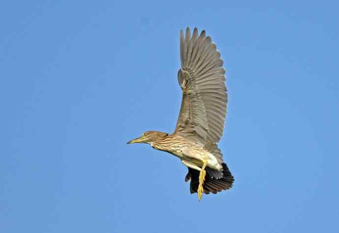 飞(夜鹭)70 飞(夜鹭)70