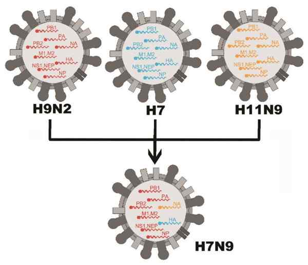 禽流感病毒图片