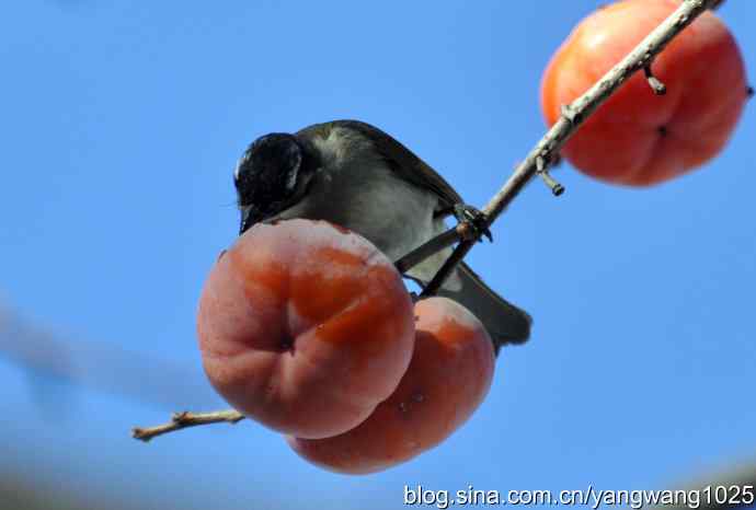 吃柿子的白头鹎
