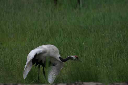 一组丹顶鹤摄影