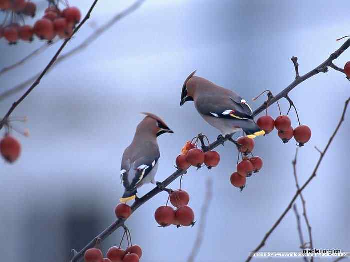 天极网壁纸：四季鸟类