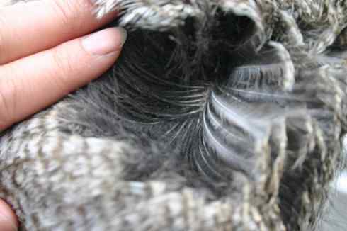 [组图]被老鼠毒死的乌林鸮