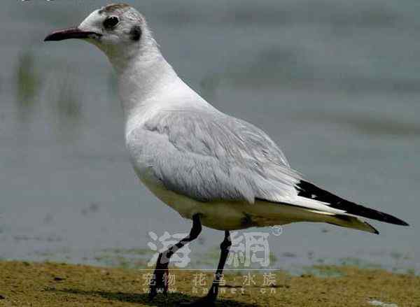 世界著名鸟类——海鸥