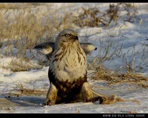 鵟的百变羽色——土灰型