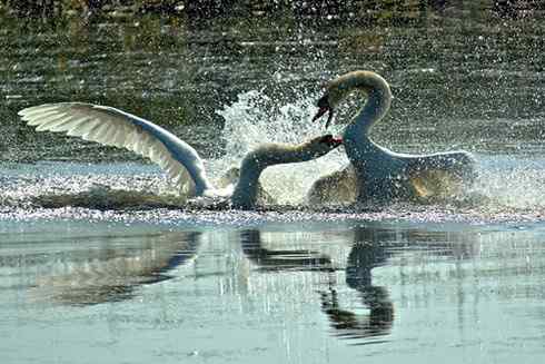 巴音布鲁克大天鹅的繁殖 巴音布鲁克大天鹅的繁殖