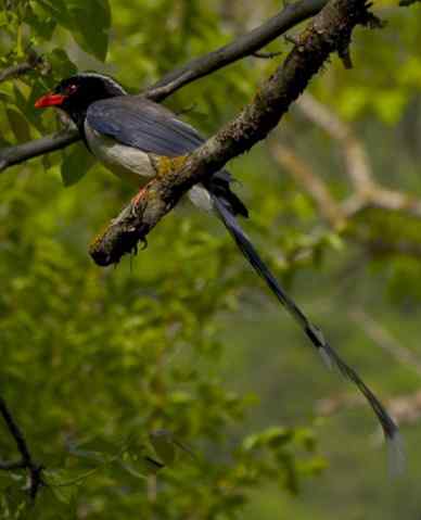 鸦科中最漂亮的红嘴蓝鹊