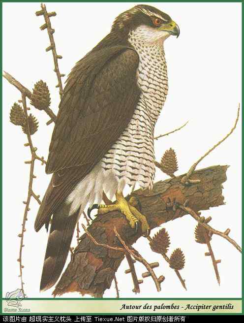 手绘画第5辑——猛禽和啄木鸟